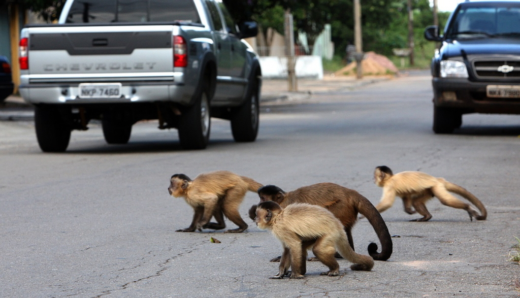 Cerca De Milh Es De Animais Morrem Atropelados Por Ano Em Estradas