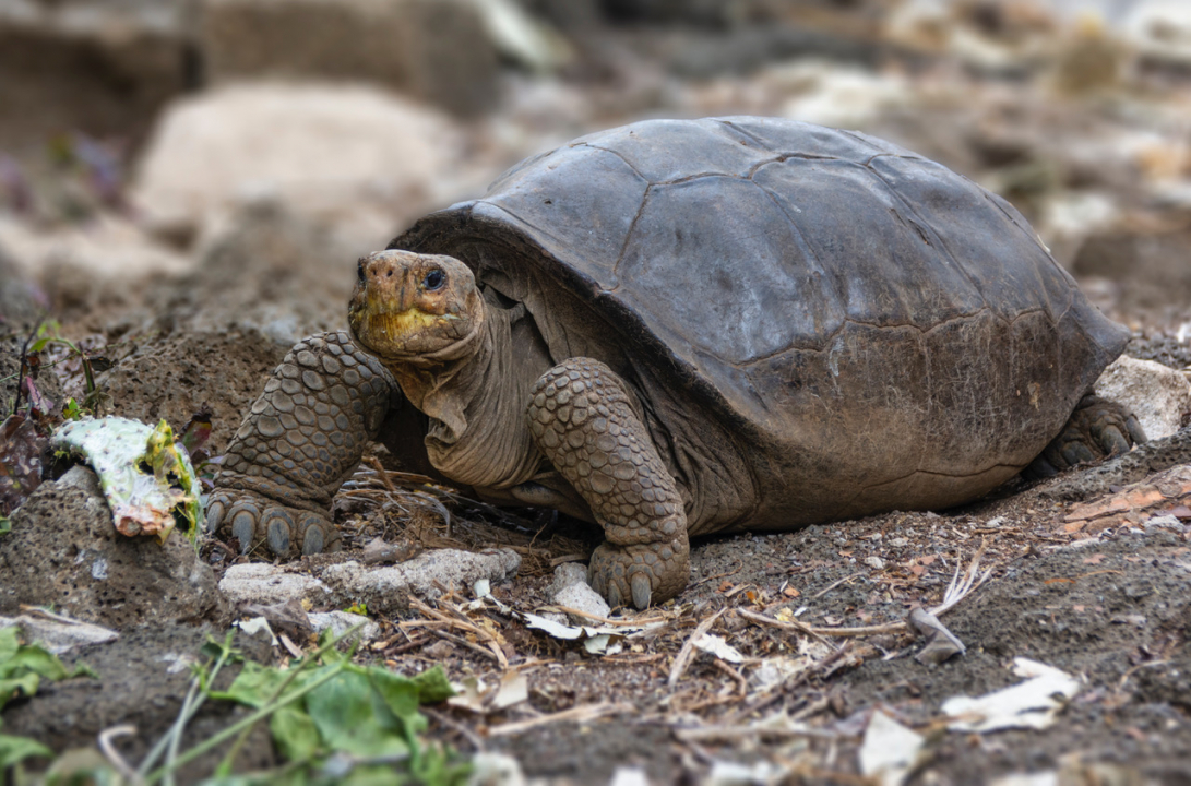 Tartaruga Gigante Considerada Extinta H Anos Encontrada Viva Nas