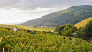 Região vinícola de Beaujolais, na França