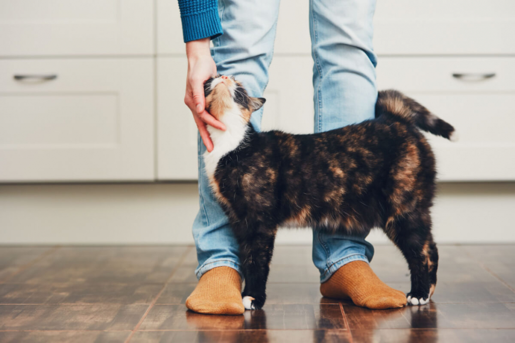 Motivos Pelos Quais Os Gatos Atacam As Pernas Das Pessoas Jovem Pan