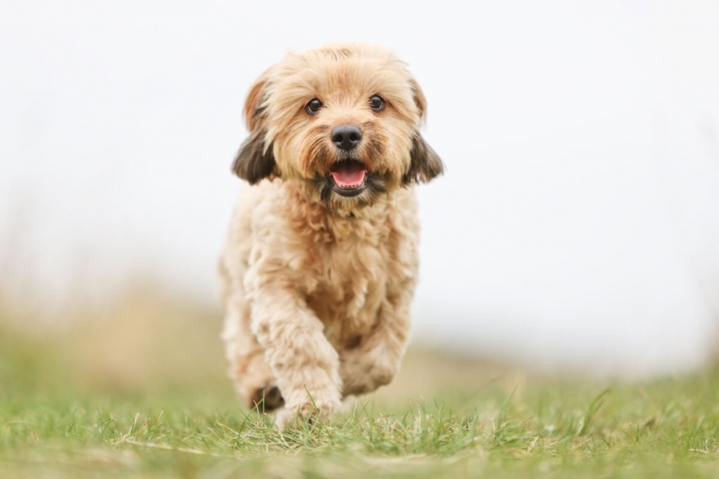 5 dicas para descobrir se o seu cachorro é de raça Jovem Pan