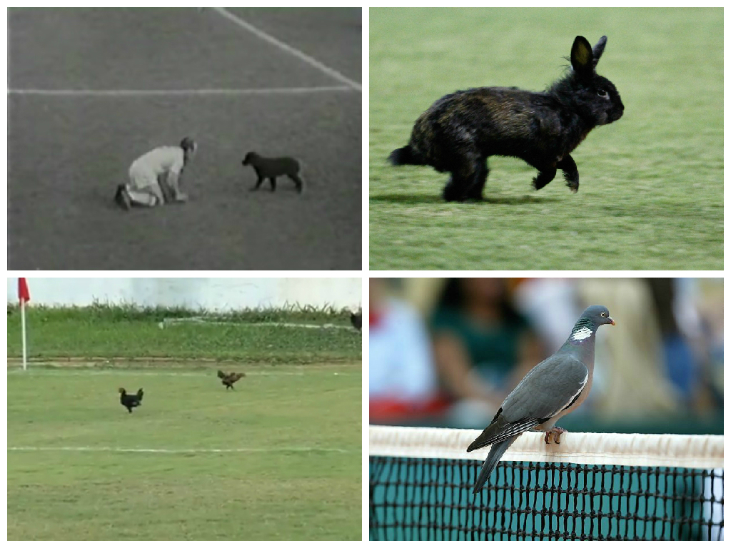 Os animais que já invadiram o campo