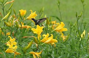 Primavera começa neste domingo e deve trazer melhora na qualidade do ar devido influência do La Niña