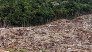 Desmatamento na Amazônia - floresta amazônica - amazonas