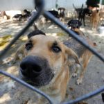 Polícia de SP resgata mil animais vítimas de maus-tratos na internet em 2026