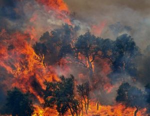 Brasil registra recorde de incêndios florestais entre janeiro e abril