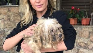 Luisa Mell resgata 135 cães de canil em Osasco