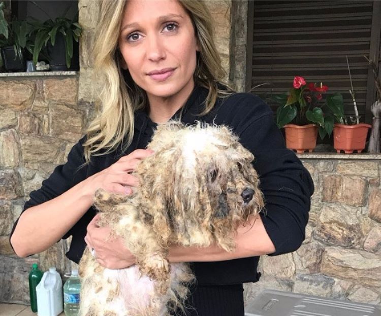 Luisa Mell resgata 135 cães de canil em Osasco