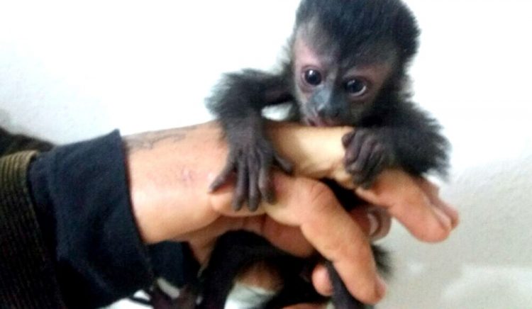 Polícia apreende filhote de macaco-prego que seria vendido, no