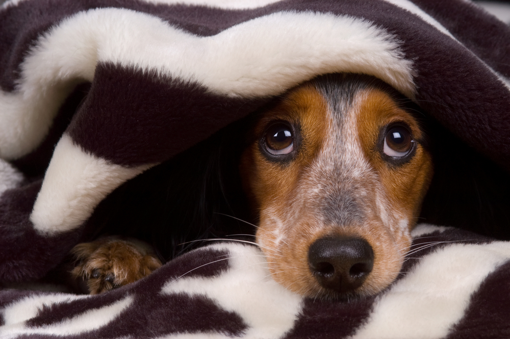 Morre o cão que testou positivo para coronavírus, Mundo