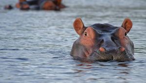 Hipopótamos de Pablo Escobar viram problema na Colômbia