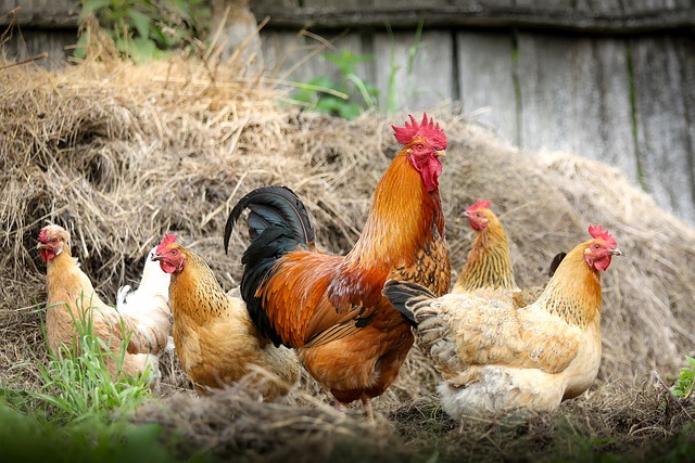Taiwan precisou sacrificar cerca de 7 mil frangos para conter surto de gripe aviária