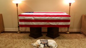 O labrador Sully, que acompanhou o ex-presidente dos Estados Unidos George H.W. Bush nos últimos sete meses, foi fotografado deitado ao lado de seu caixão no último domingo (2)