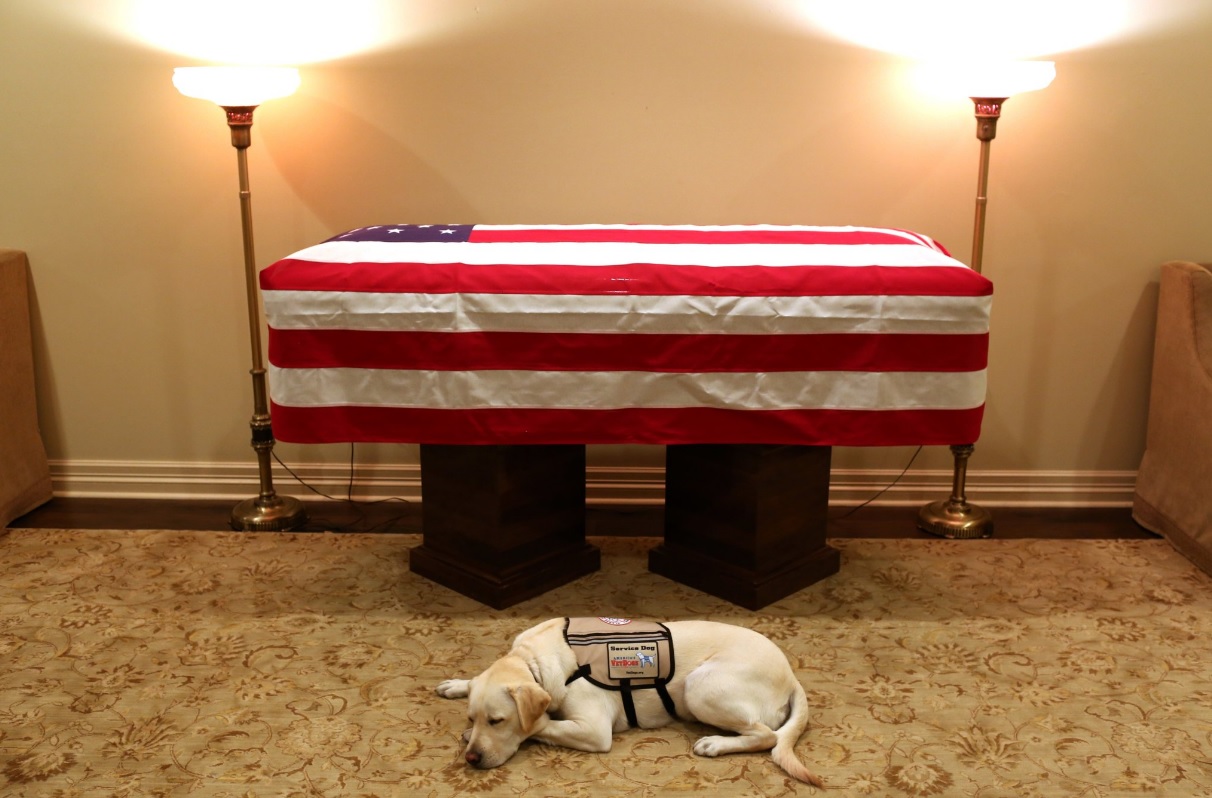 O labrador Sully, que acompanhou o ex-presidente dos Estados Unidos George H.W. Bush nos últimos sete meses, foi fotografado deitado ao lado de seu caixão no último domingo (2)