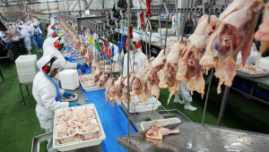 Produção de frangos