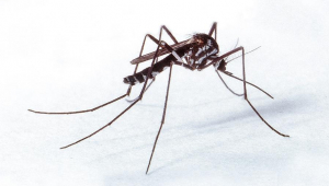 mosquito transmissor da febre amarela