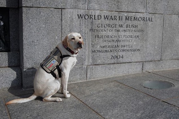 O cão Sully, que pertencia ao ex-presidente dos Estados Unidos George H. W. Bush, prestou uma homenagem ao dono nesta segunda-feira (27)