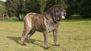 mastim-mastiff-ingles-percorre-200-km-apos-ser-abandonado.jpg