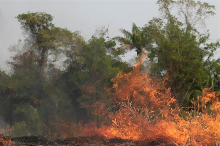 Deputado Alex Manente pede que governo assuma responsabilidade com preservação da Amazônia