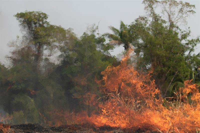 Imagem de árvores e plantas pegando fogo na Amazônia
