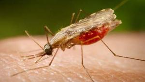 Imagem de perto de um mosquito transmissor da malária em cima do corpo de uma pessoa