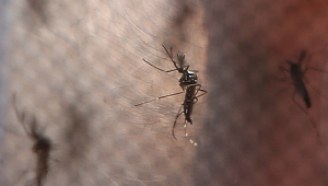 Mosquito aedes aegypti na janela