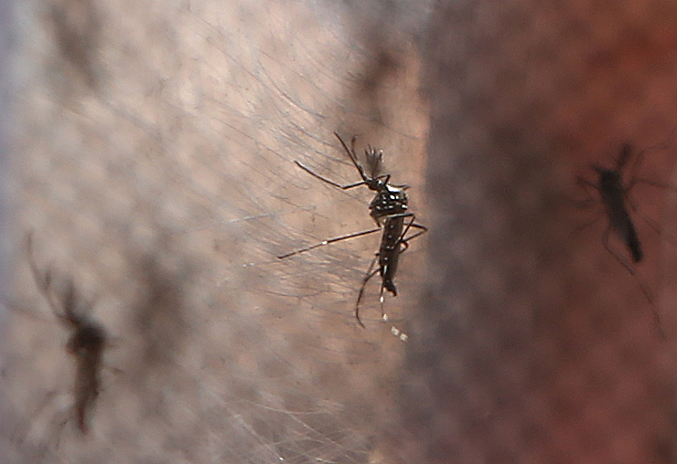 Mosquito aedes aegypti na janela