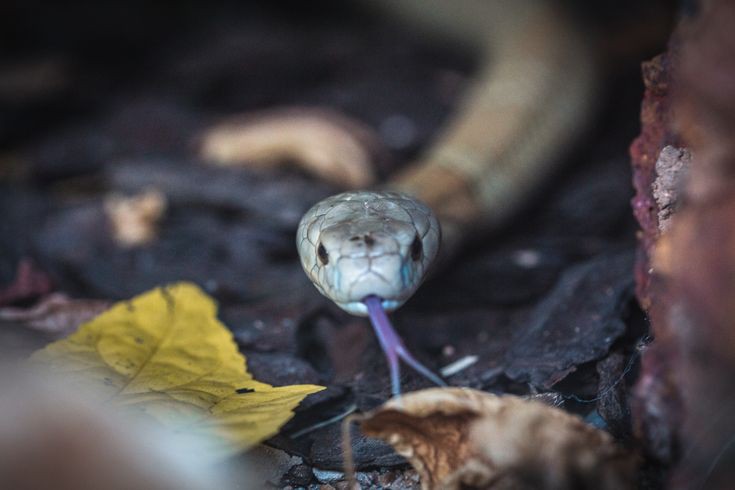 DF: Ibama resgata 32 serpentes e aplica mais de R$ 300 mil em multas