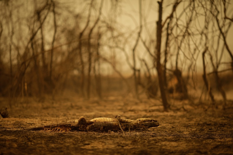 Com queimadas recentes, sudoeste da Amazônia se torna região com maior emissão de gases do mundo