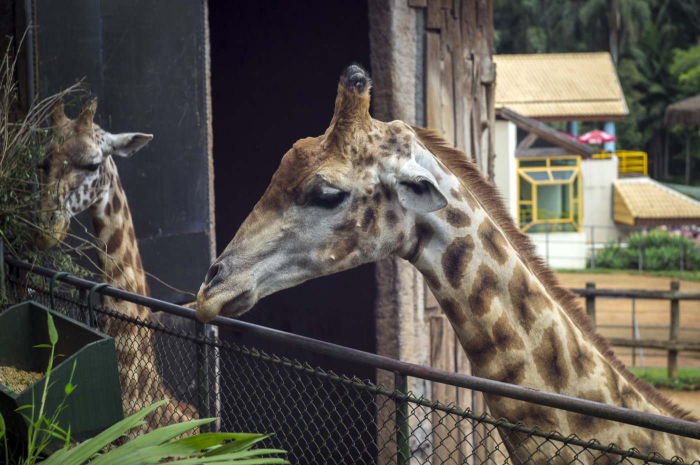 Duas girafas de perfil comendo mato diante de uma grade