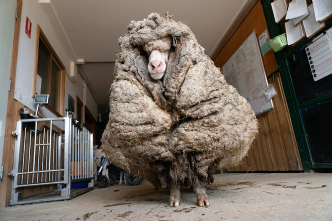 Ovelha resgatada de floresta na Austrália produziu 35kg de lã ao ser tosquiada