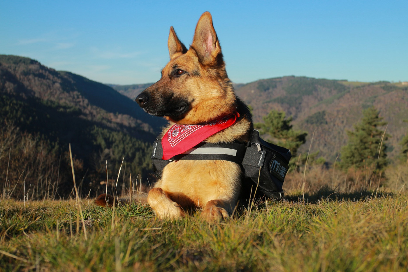 Conheça o Pastor belga malinois: instinto protetor e excelente cão de  guarda, Raças