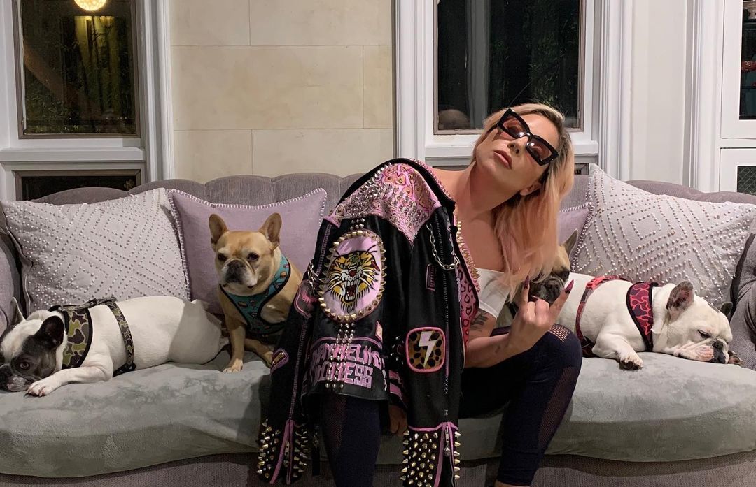 Lady Gaga e seus cachorros roubados