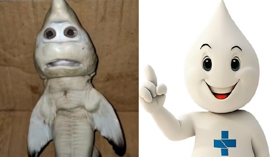 Na esquerda, foto do filhote de tubarão com mutação encontrado na Indonésia. Na esquerda, mascote Zé Gotinha utilizado na campanha de poliomelite.