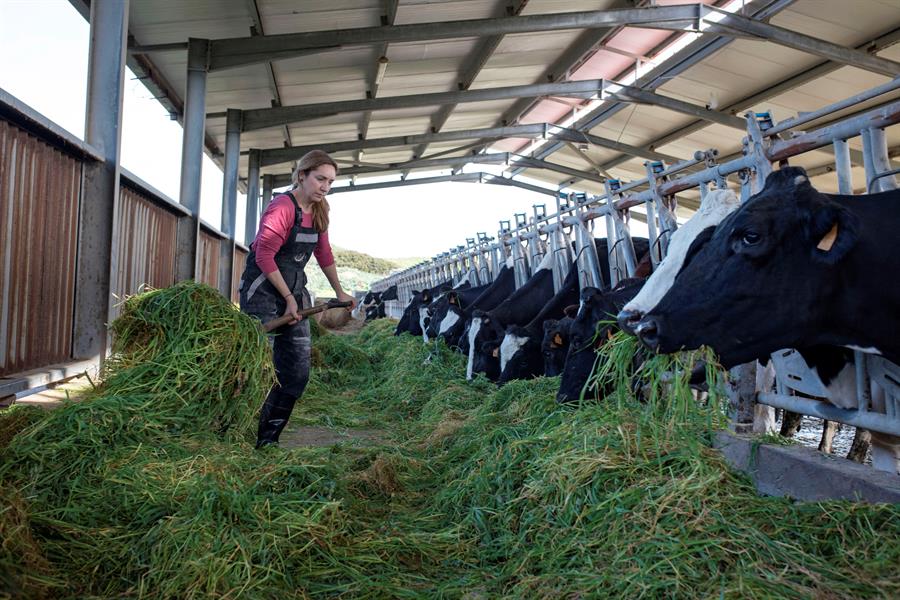 España sacrifica más de 850 vacas 2 meses después de ser cargadas en un barco