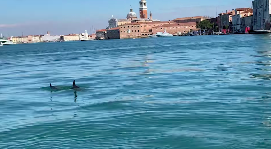 Golfinhos foram vistos no Grande Canal de Veneza, na Itália