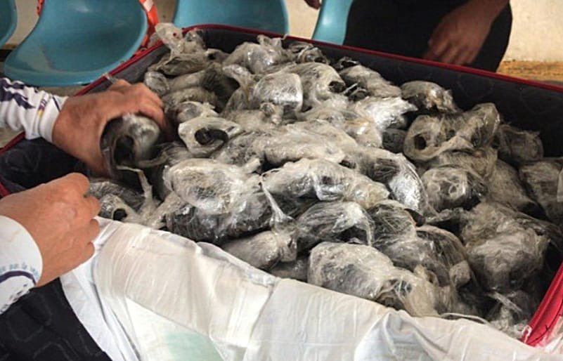 Filhotes de tartaruga são encontrados dentro de mala em Aeroporto das Ilhas Galápagos