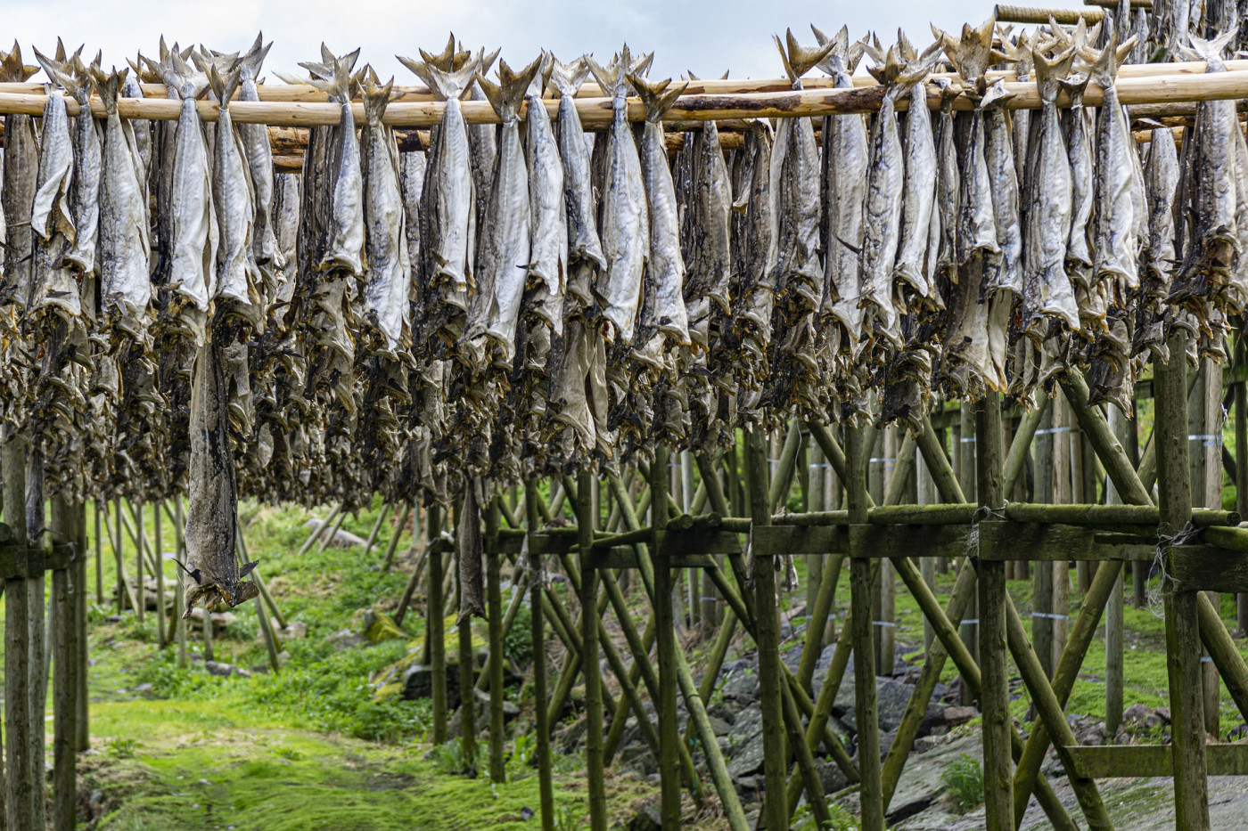 Varal de secagem de bacalhau na Noruega
