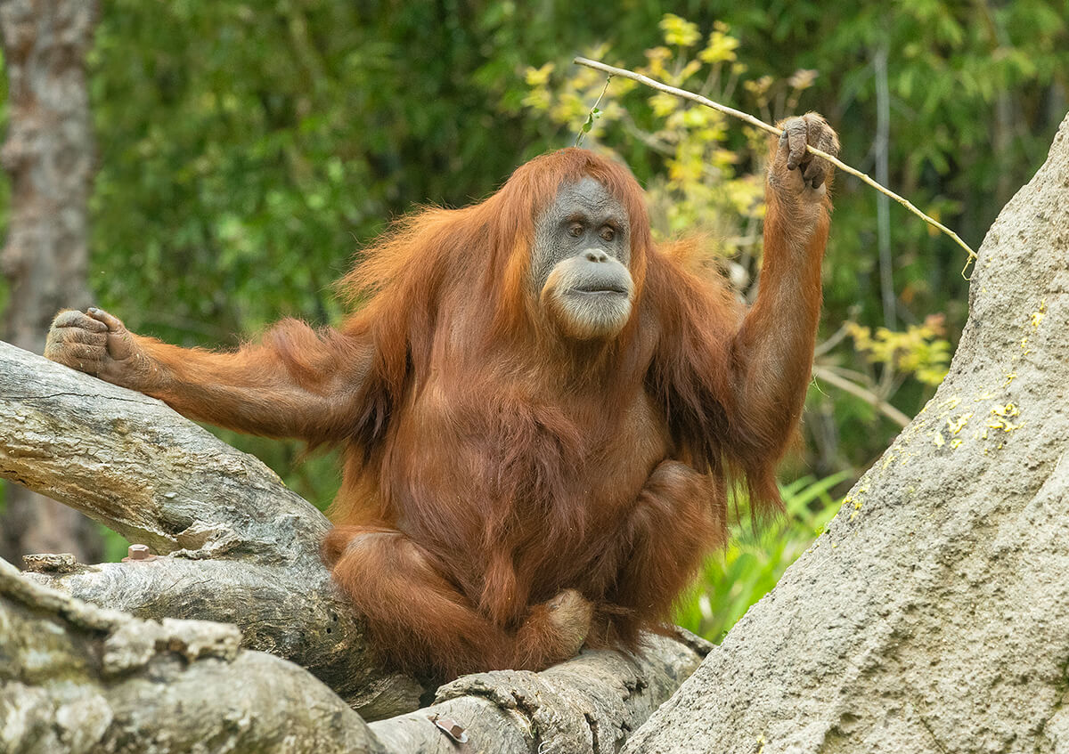 Orangotango do Zoológico de San Diego, nos Estados Unidos