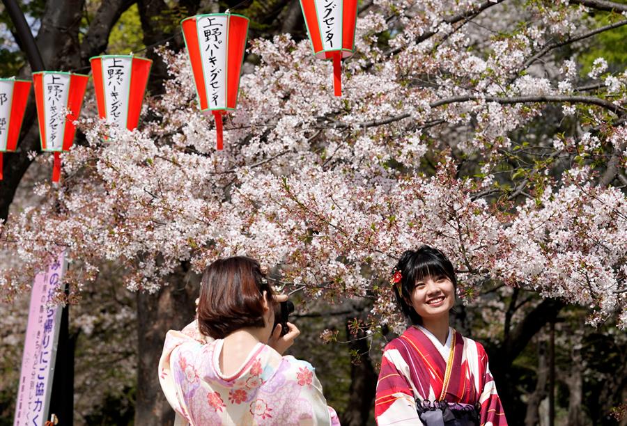Floração das cerejeiras aconteceu mais cedo do que nunca no Japão