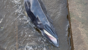 Filhote de baleia-minke teve que ser sacrificado após encalhar duas vezes no rio Tâmisa, em Londres