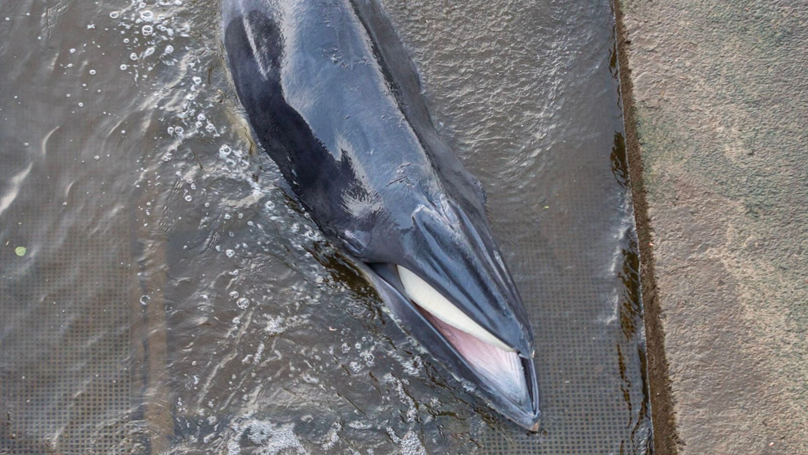 Filhote de baleia-minke teve que ser sacrificado após encalhar duas vezes no rio Tâmisa, em Londres