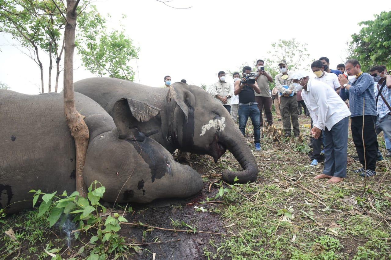 18 elefantes são encontrados mortos em colina no leste da Índia