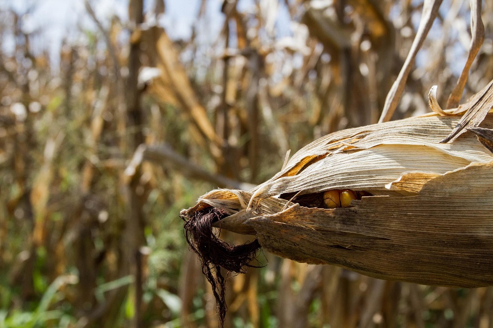 Espiga de milho ainda coberta pelas folhas, com alguns grãos aparentes, aparece em primeiro plano em plantação na cidade de Limeira