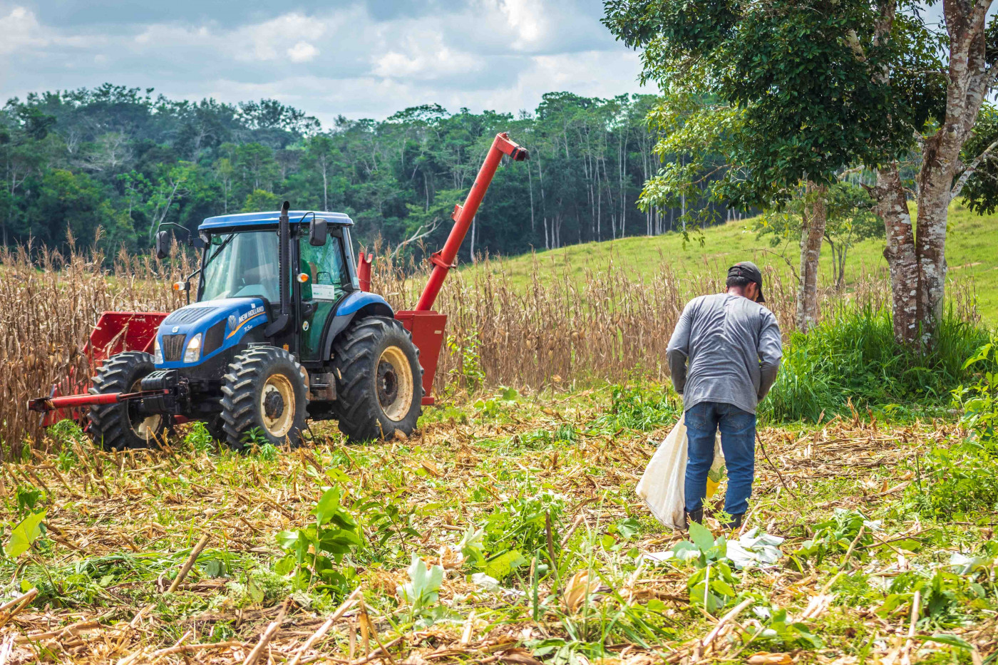 Agricultor trabalha na colheita do milho em propriedade rural da Brasileia, no interior do Acre. Ao lado, um trator azul e vermelho.