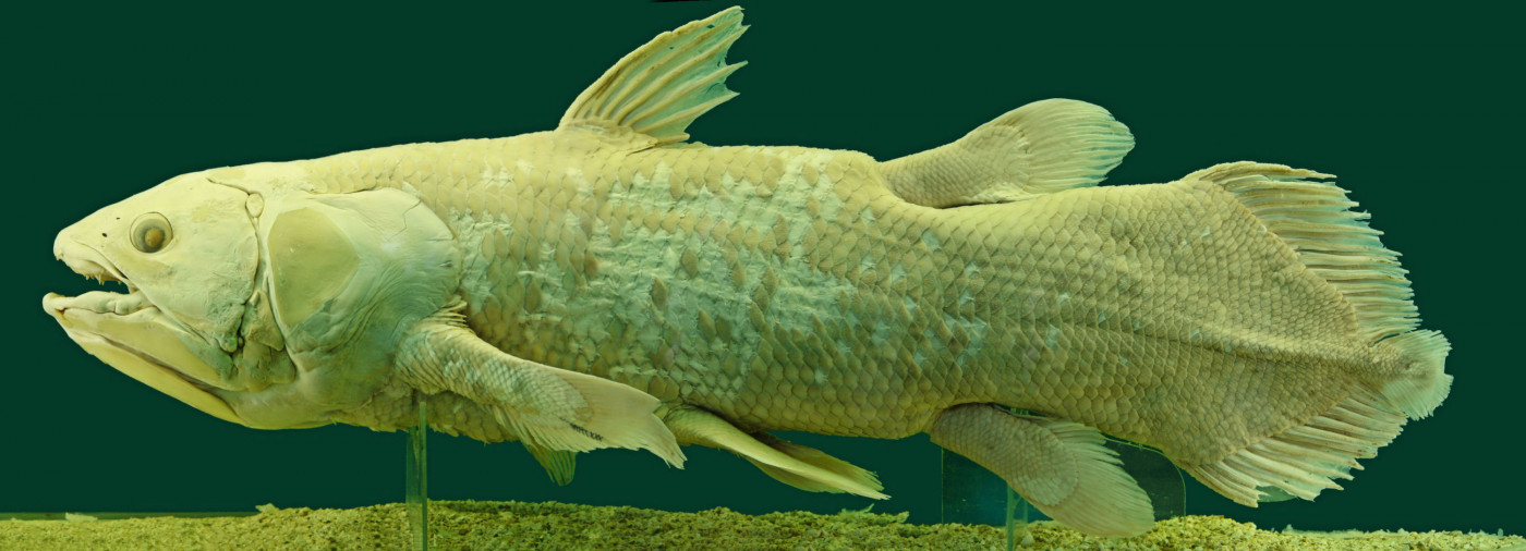 Peixe da espécie Coelacanth exposto no Museu de História Natural de Viena, na Áustria