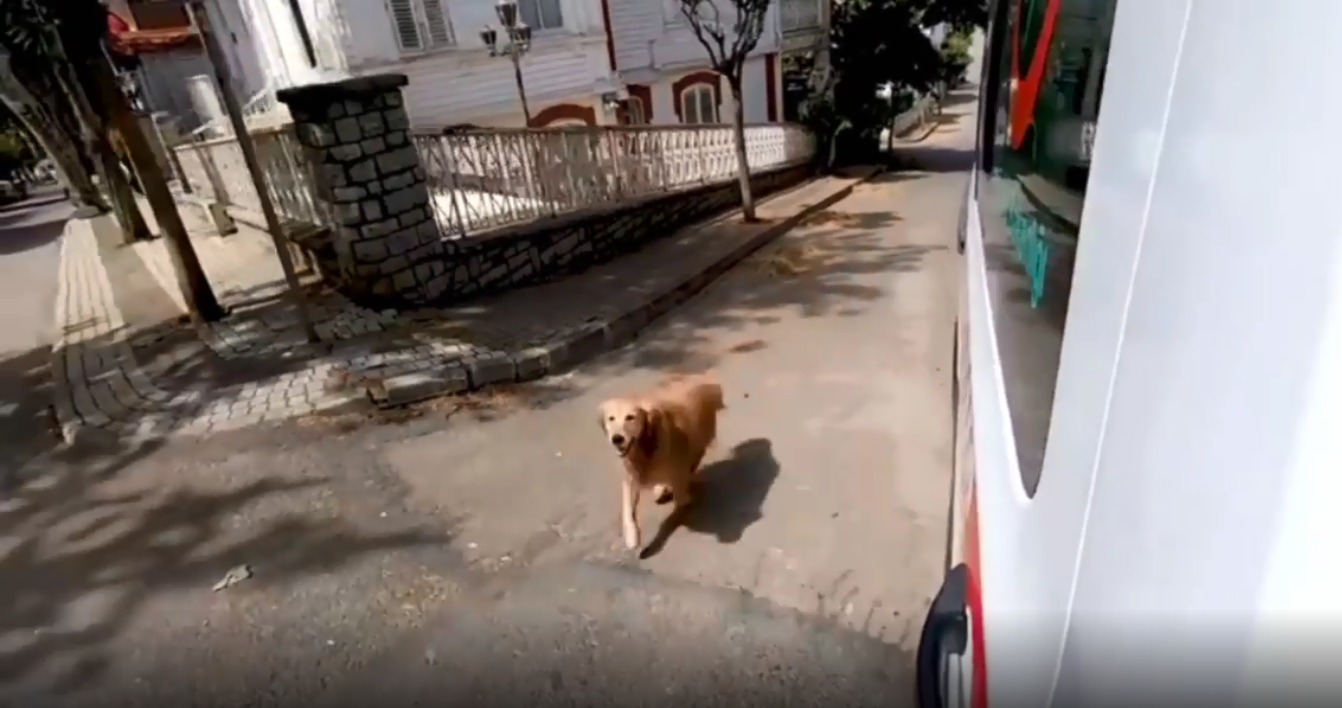 Cachorro seguindo ambulância