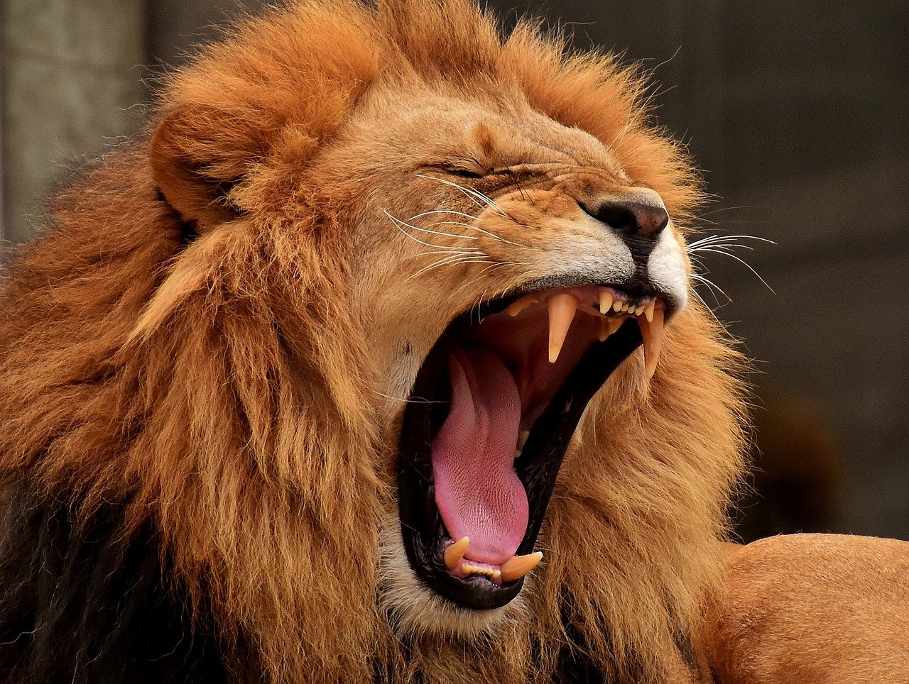 Imagem de leão bocejando