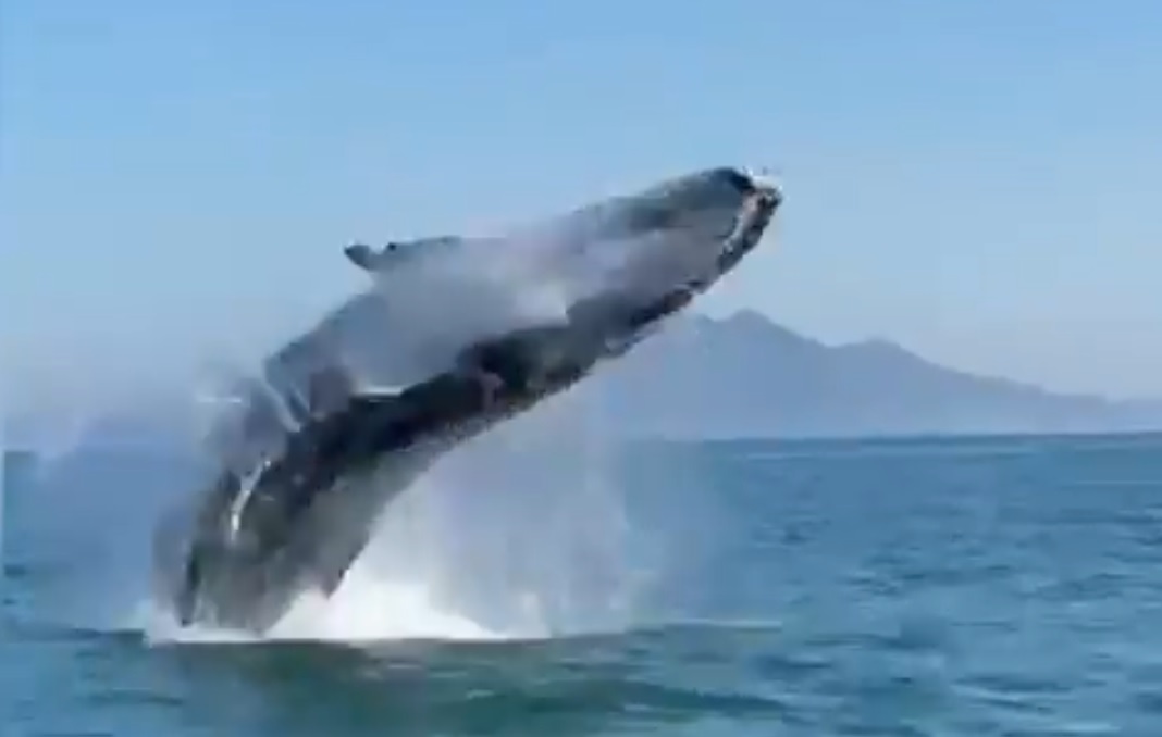 baleia dando salto