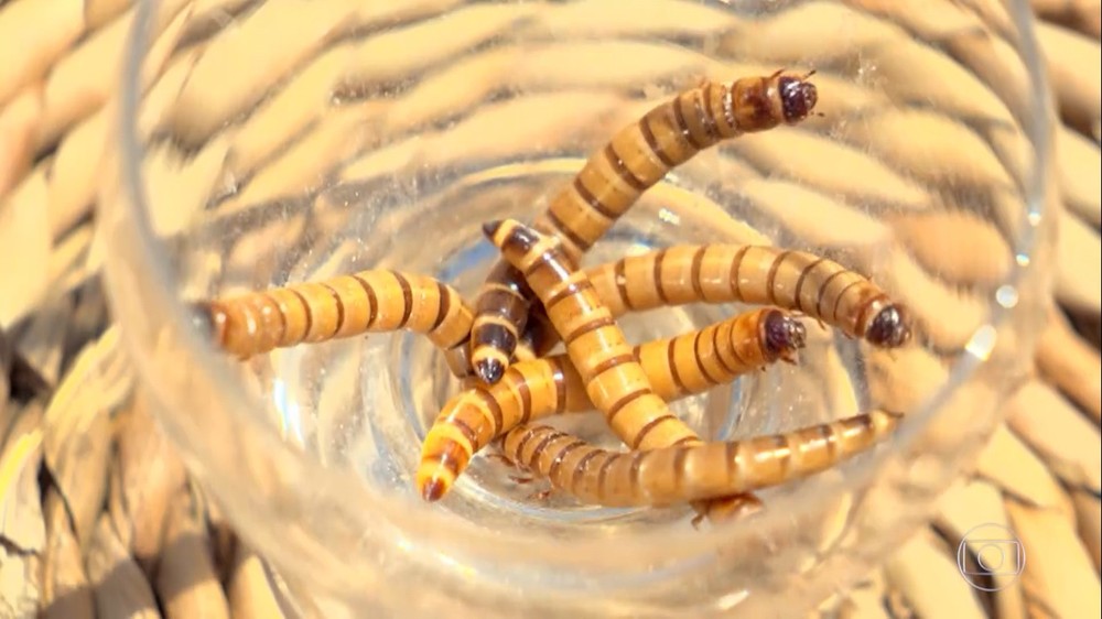 larvas de besouro